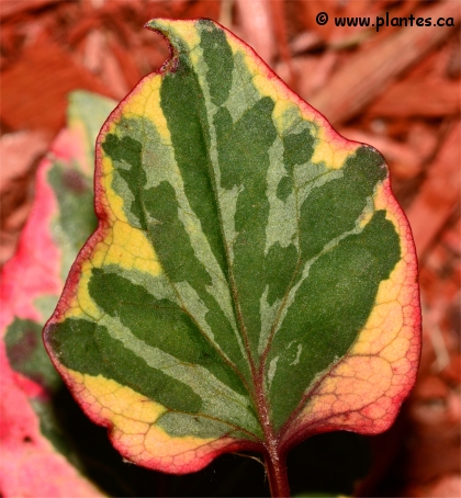 Photo de feuille d'Houttuynia cordata 'chameleon' - Plante cam�l�on