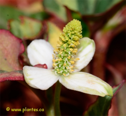 Photo de fleur d'Houttuynia cordata 'chameleon' - Plante cam�l�on