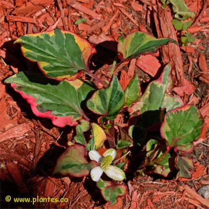 Photo d'Houttuynia cordata 'chameleon' - Plante cam�l�on