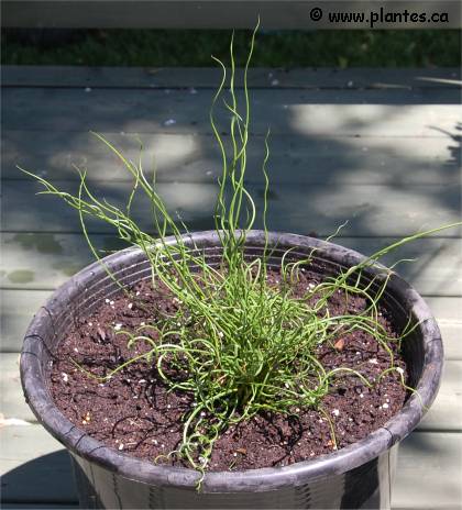 Photo de Jonc épars spiralé - Juncus effusus 'spiralis'