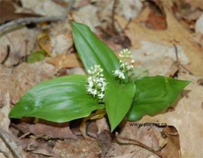 Photo de Maianth�me du Canada - Maianthemum canadense