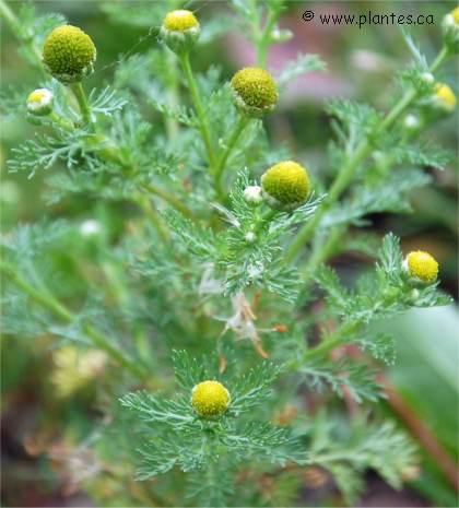 Photo de Matricaire odorante - Matricaria matricarioides