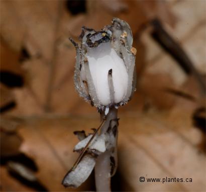 Photo du fruit de Monotrope uniflore - Monotropa uniflora