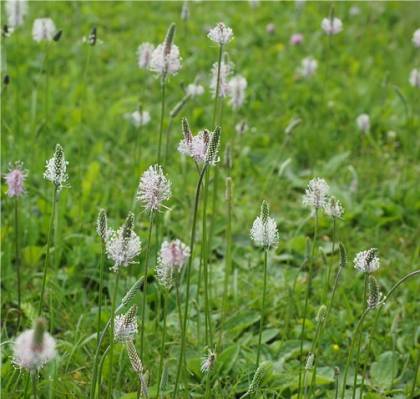 Photo de plantain intermédiaire - Plantago media