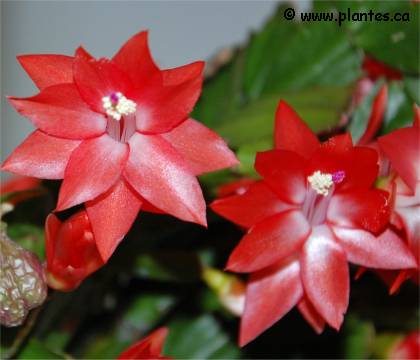 Photo de fleurs de cactus de noël - Schlumbergera x buckleyi