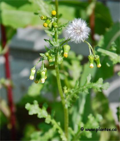 Photo de Séneçon commun - Senecio vulgaris