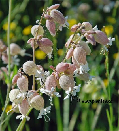 Photo de Sil�ne enfl� - Silene vulgaris