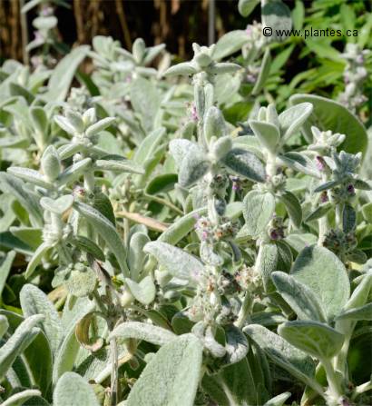 Photo d'épiaire laineuse - Stachys byzantina