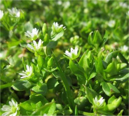 Photo de Mouron des oiseaux - Stellaria media