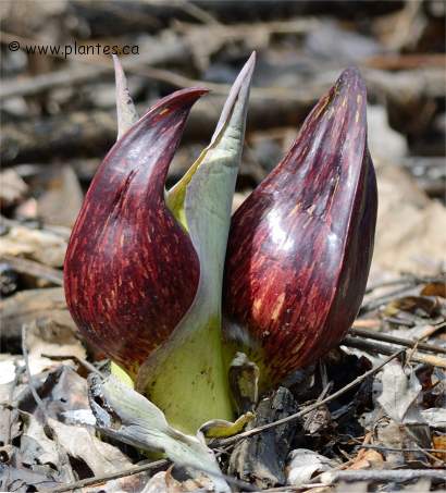 Photo de Chou puant - Symplocarpus foetidus