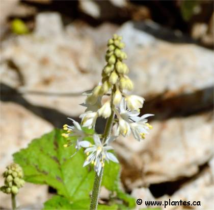Photo de fleurs de Tiarelle cordifoliée - Tiarella cordifolia