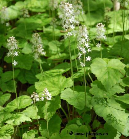Photo de Tiarelle cordifoliée - Tiarella cordifolia