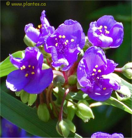 Photo de fleurs d'éphémères - Tradescantia x andersoniana