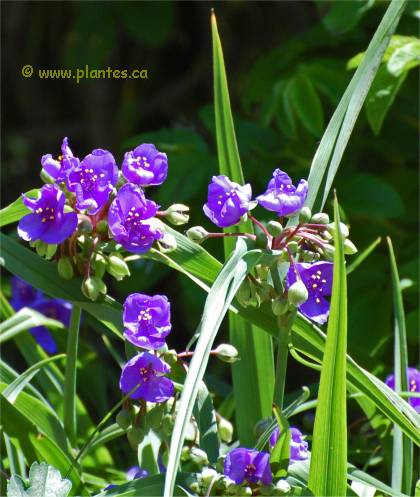 Photo d'Éphémères - Tradescantia x andersoniana