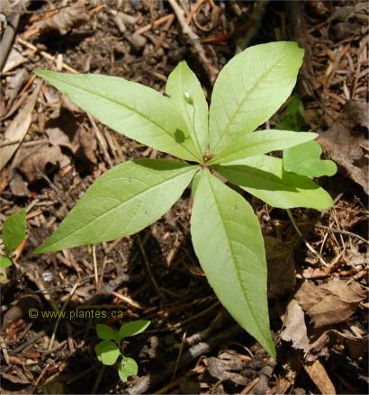 Photo de Trientale boréale - Trientalis borealis
