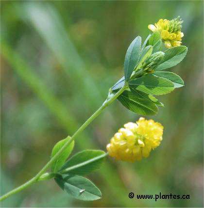 Photo de tr�fle jaune - Trifolium agrarium