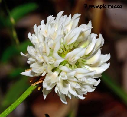 Photo de fleur de trèfle blanc - Trifolium repens