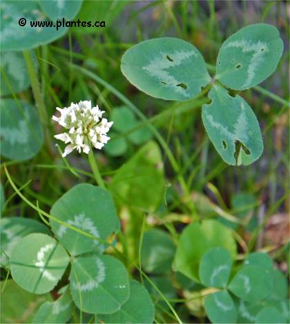 Photo de trèfle blanc - Trifolium repens