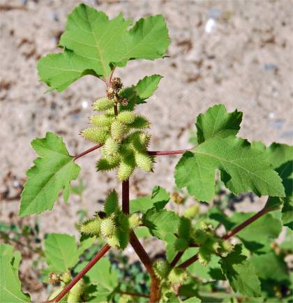Photo de Lampourde de Chine - Xanthium chinense