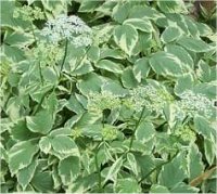 Aegopodium podagraria - Photo d'Herbe aux goutteux