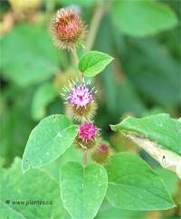 Photo de petite bardane - Arctium minus