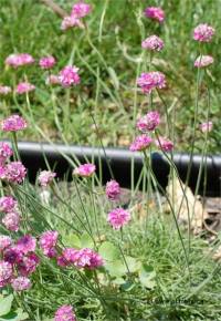 Photo de gazon d'espagne - Armeria maritima