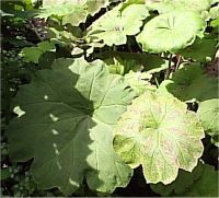 Astilboides tabularis - Photo de feuillage d'astilboides