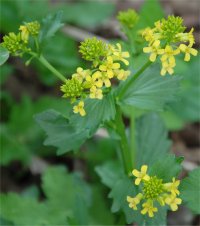 Photo d'herbe de sainte-barbe - Barbarea vulgaris