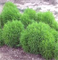 Photo de Kochie � balais - Bassia scoparia