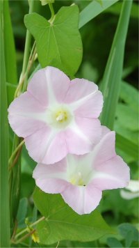 Photo de liseron des haies - Calustegia sepium