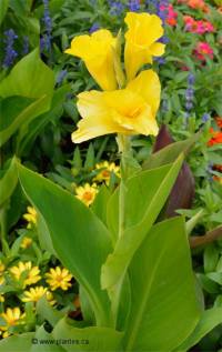 Photo de Balisier de l'Inde - Canna x hybrida