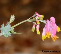 Photo de Corydale toujours verte - Capnoides sempervirens