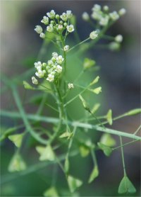 Photo de fleurs et fruits de bourse � pasteur - Capsella bursa-pastoris