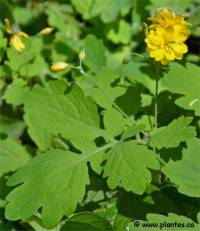 Photo de fleurs de ch�lidoine - Chelidonium majus