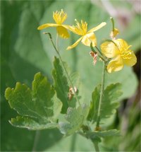 Photo de fleurs de ch�lidoine - Chelidonium majus