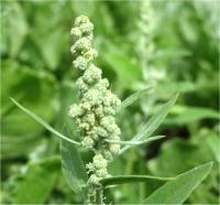 Photo de Ch�nopode blanc - Chenopodium album