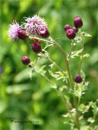 Photo de chardon des champs - Cirsium arvense