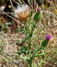 Photo de Chardon vulgaire - Cirsium vulgare