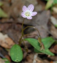 Photo d'une Claytonie de caroline - Claytonia caroliniana