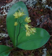 Photo de fleurs de Clintonie bor�ale - Clintonia borealis