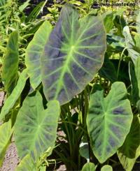 Photo de Taro - Colocasia esculenta