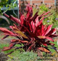 Photo d'�pinard Hawa�en - Cordyline terminalis