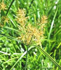 Photo de Souchet comestible - Cyperus esculentus