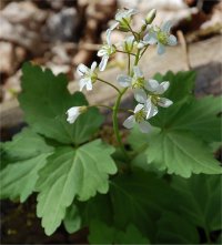 Photo de fleurs de dentaire � deux feuilles - Dentaria diphylla