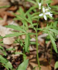 Photo de fleurs de dentaire lacini�e - Dentaria laciniata