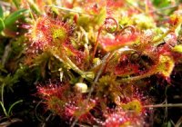 Photo de Drosera rotundifolia - Plante carnivore