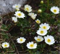 Photo de Dryade � huit p�tales - Dryas octopetala