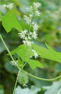 Photo de fleurs et fruits de concombre sauvage - Echinocystis lobata