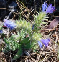 Photo de vip�rine commune - Echium vulgare