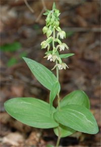 Photo de fleur d'helleborine - Epipactis helleborine